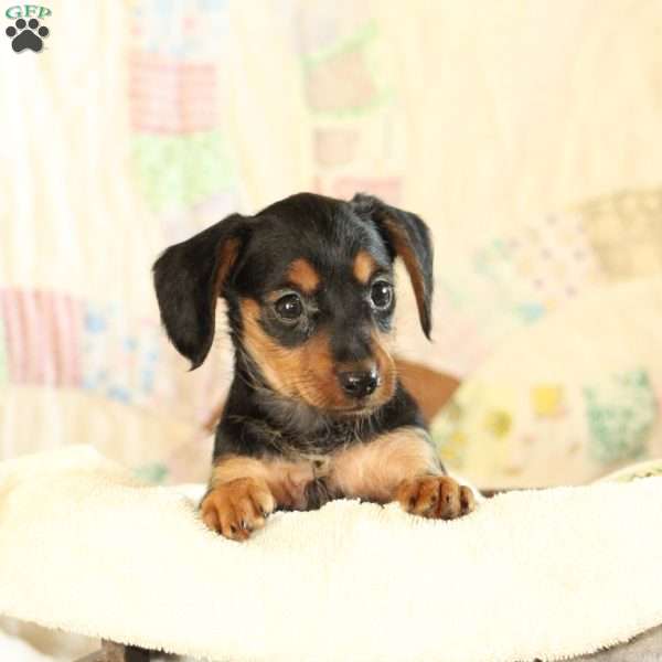 Annabelle, Dorkie Puppy